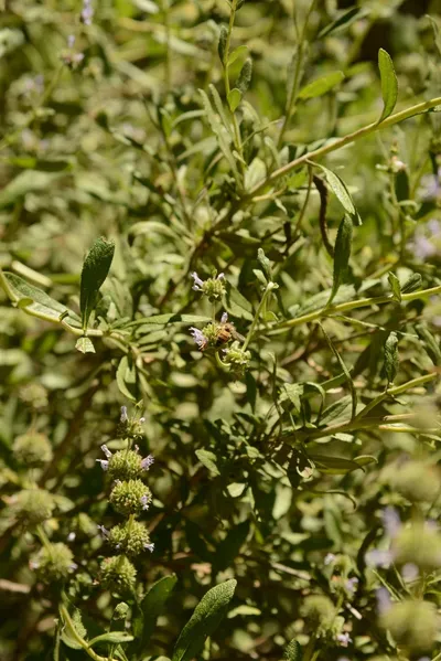 DSC_1631 (Large).JPG